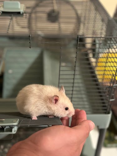 13498 nabera services 1