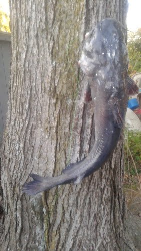 16528 troost electrical services richmond 1