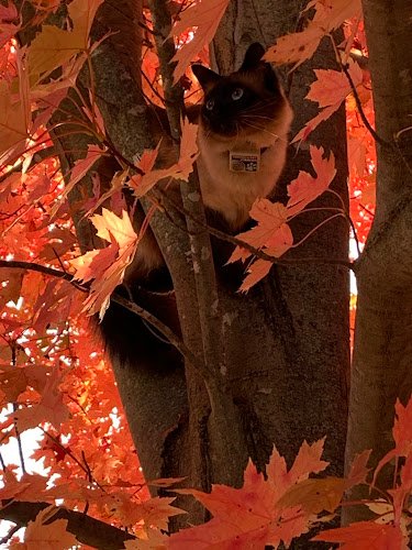 21113 k9 the original hidden pet fence company 1