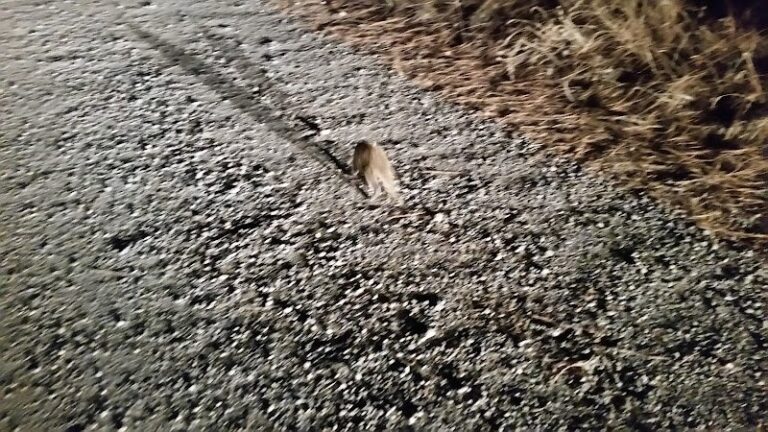 22615 new electrical service in newman lake 768x432