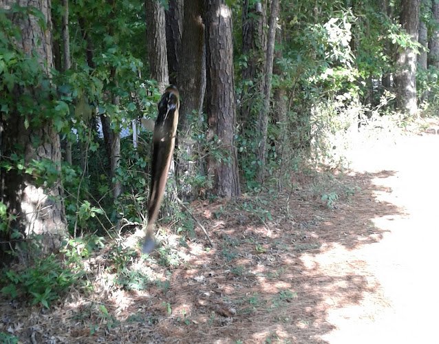 23990 mobley mechanical 1