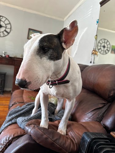 49460 giglio plumbing co 1