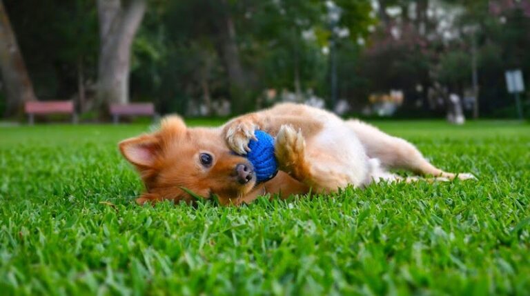 52743 san antonio dog fence 1 768x429