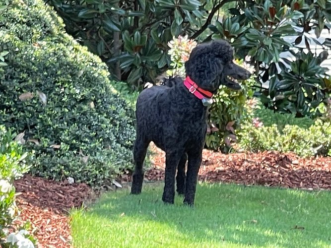 53877 invisible fence brand 3