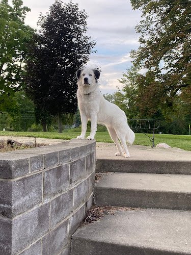 57133 hickory ridge dog fence 1