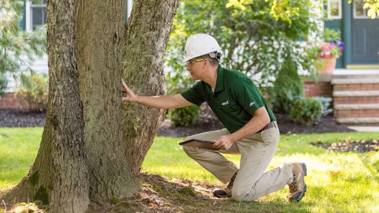 59231 the davey tree expert company 15 768x432