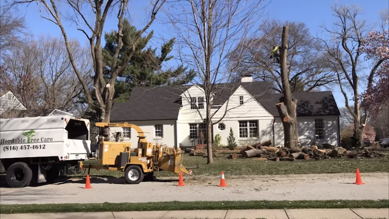 59323 affordable tree care 2 768x432