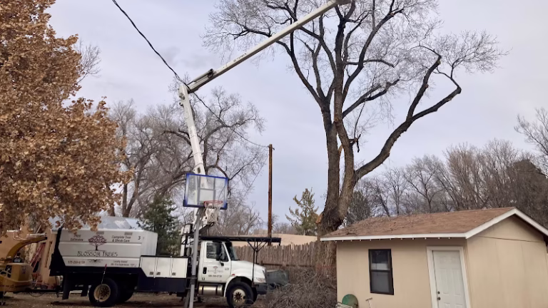 59365 blossom trees 1 768x432