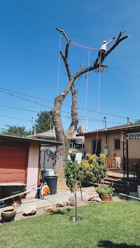 59394 innovation tree specialist 1