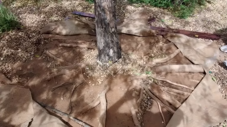 59418 sunshine tree landscape 768x432