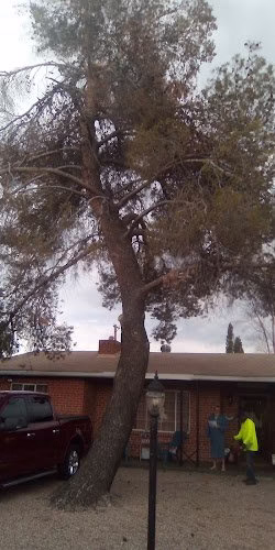 59506 parrish tree trimming service 1