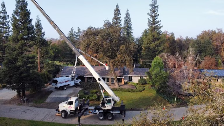 59566 cut rite tree service fresno 1 768x432