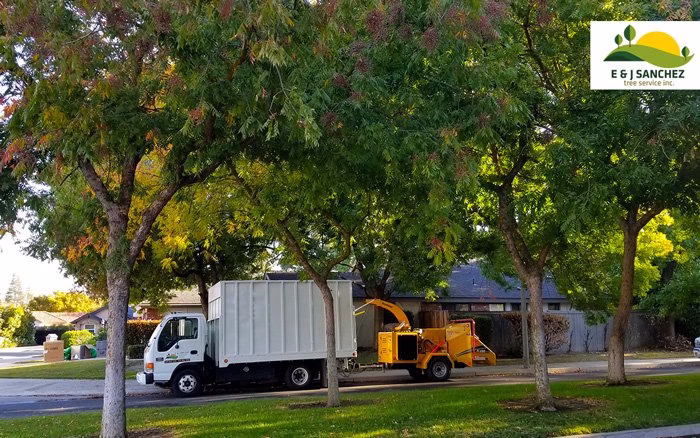 59569 ej sanchez tree service 1