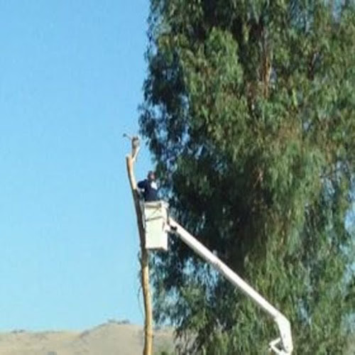 59578 adolphs a 1 tree service a partnership 1