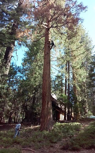 59620 alans tree services 1