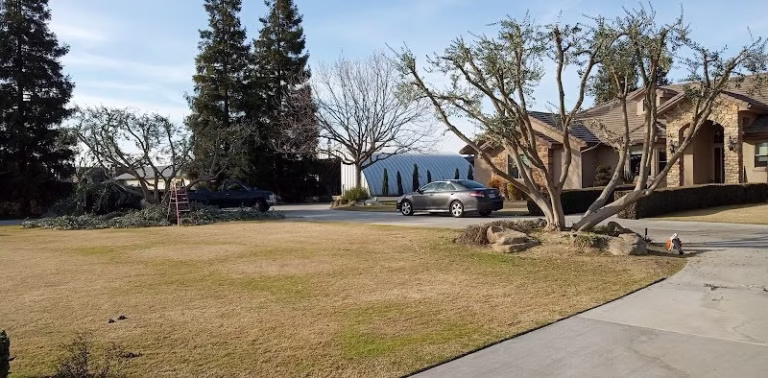 59638 mejia tree service 1 768x378