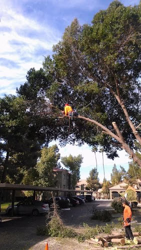 59759 valley tree masters tree trimming service tree removal tree feeding 1