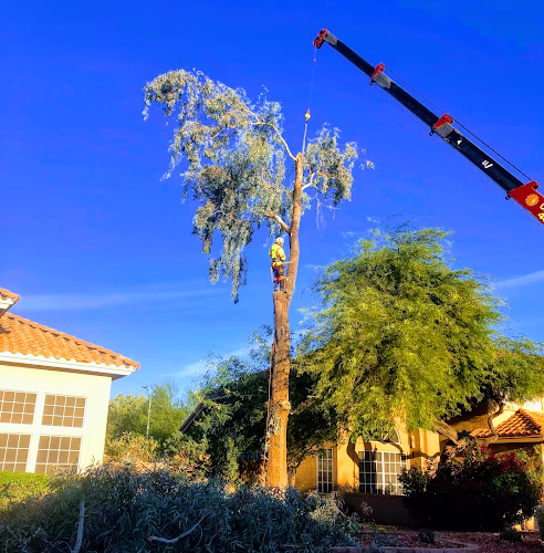 59770 professional tree monkeys llc 1