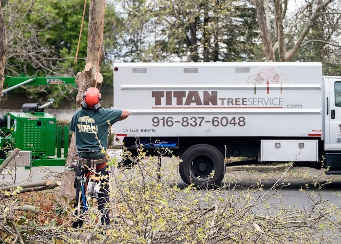 59797 titan tree service 1