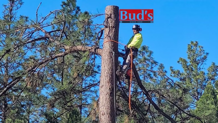 59826 buds tri county tree services inc 768x432