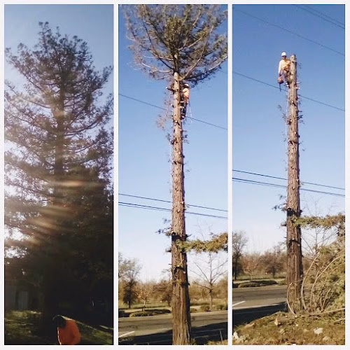 59889 r.s tree services 1