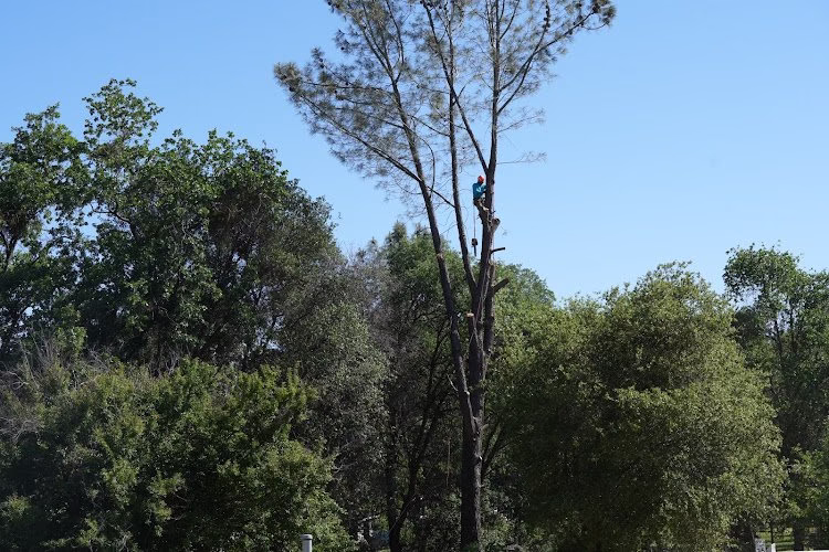 59892 shalom tree service 1