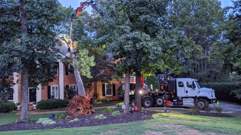 59927 770 arborist emergency tree crane service 3 768x432