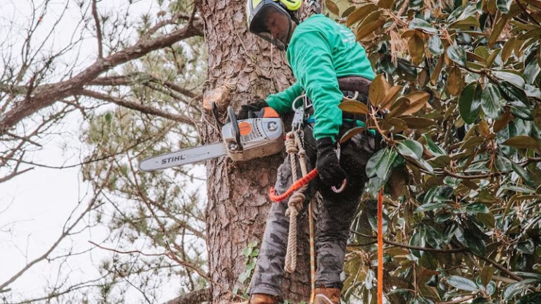 59936 eastlake tree services 768x432