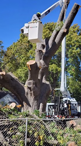 60080 isaias tree lawn service llc 1