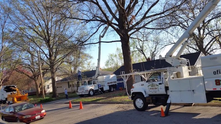 60109 ofilio tree and lawn service llc 1 768x432