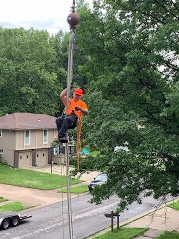 60118 elite tree care llc 1