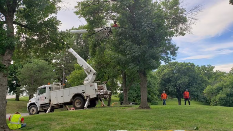 60157 tjs tree services 768x432