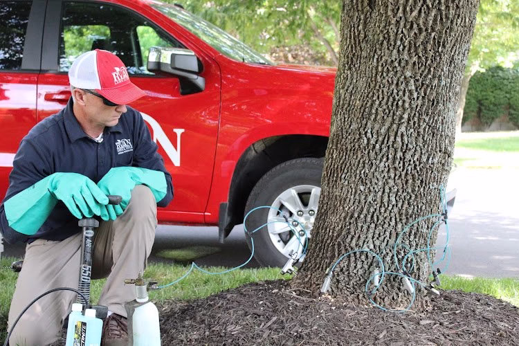 60178 ryan lawn tree 9