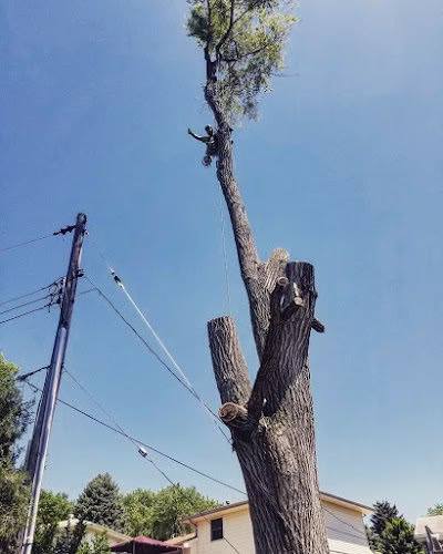 60386 over the top tree service llc 1