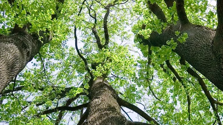 60407 torpy tree care 768x432