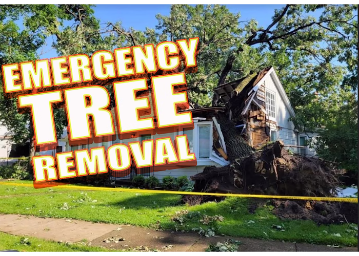 60466 arbormax tree service 3