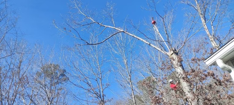 60531 linebergers tree services inc 1 768x346