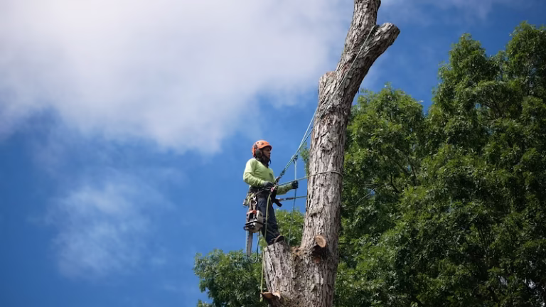 60576 bg tree service llc 768x432