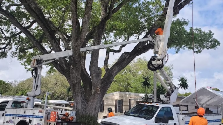 60629 big dawgs tree service and stumpgrinding 768x432