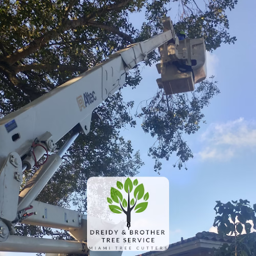 60677 dreidy brother miami tree service palms trim cut stump removal service 1