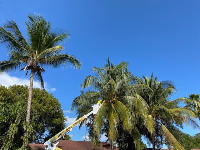 60727 mr. beaver tree services 1