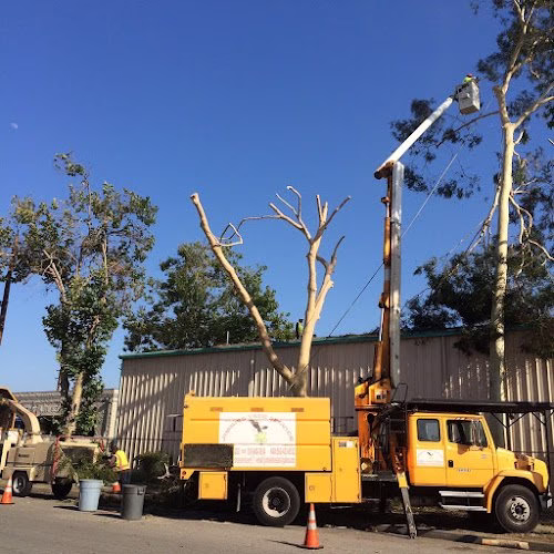 60789 jimmies tree service inc 1