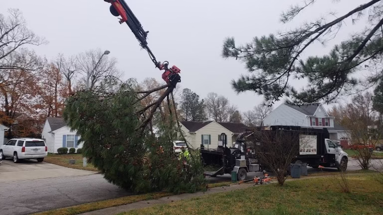 60847 alleys tree service 768x432