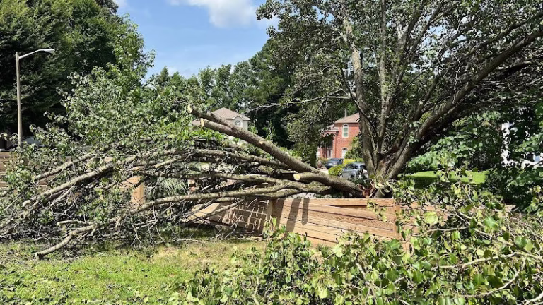 60904 m r tree service 1 768x432