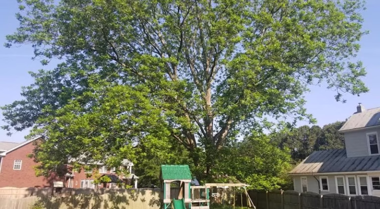60907 brooks tree services 1 768x422