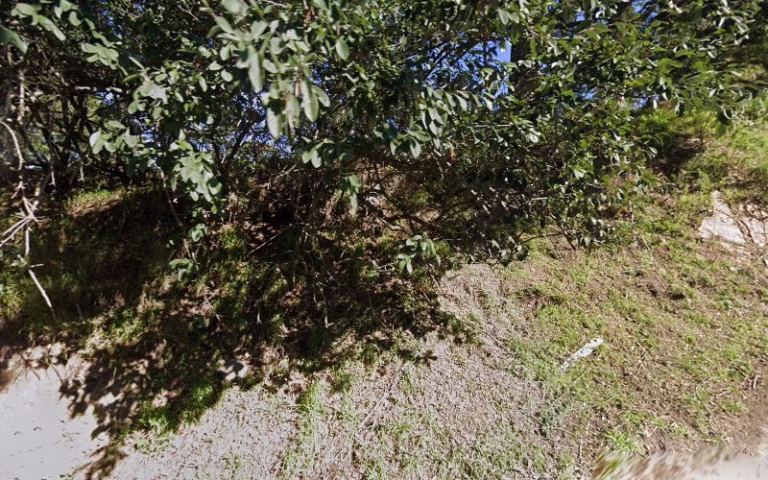 60976 martin arnest certified arborist 1 768x480