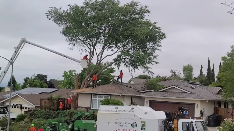 61014 terrys tree service 768x432