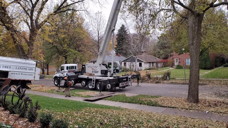 61133 urban tree 1 768x432