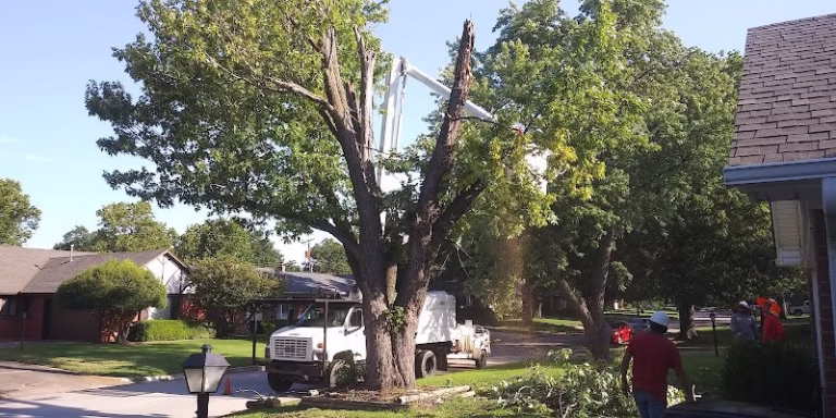 61236 rafaels tree service 1 768x384