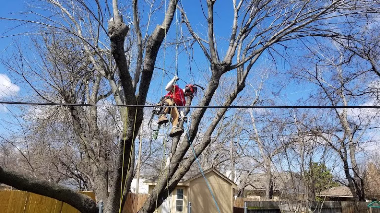 61393 paul bunyan tree service 1 768x432